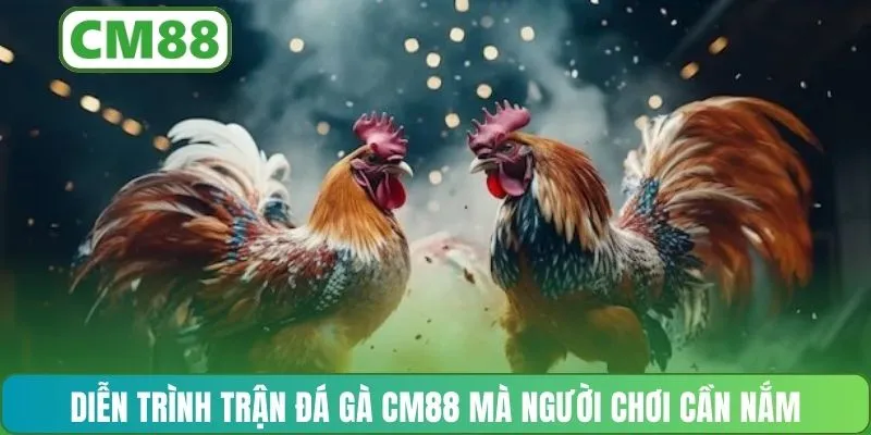 Diễn trình trận đá gà CM88 mà người chơi cần nắm